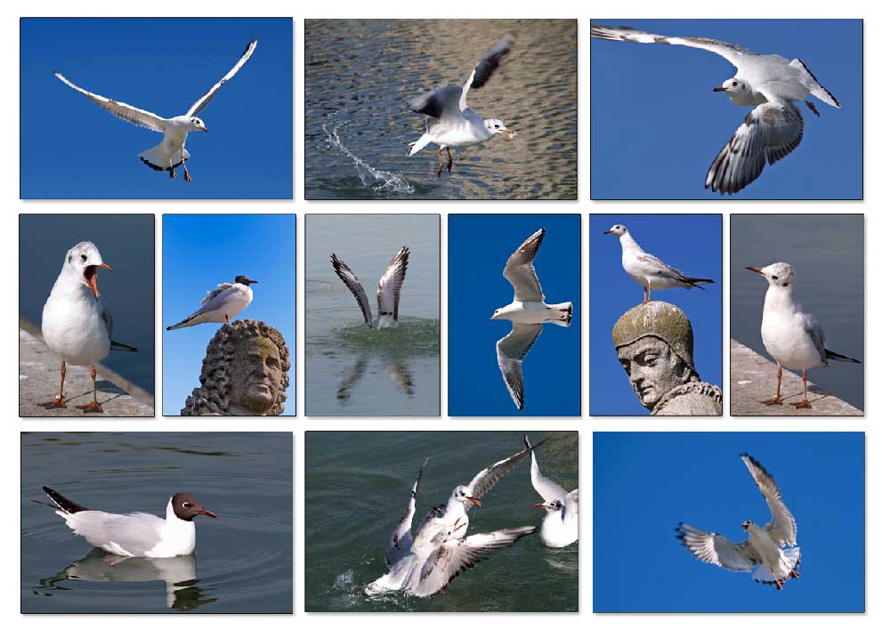 Larus ridibundus cartolina